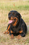 lying Rottweiler