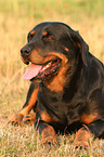 lying Rottweiler