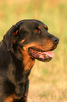 Rottweiler Portrait