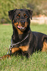 lying Rottweiler