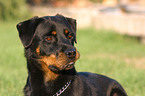 Rottweiler Portrait