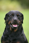 Rottweiler Portrait