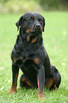 sitting Rottweiler