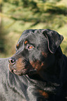 Rottweiler Portrait