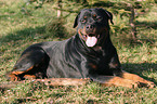 lying Rottweiler