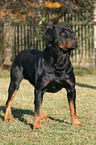 standing Rottweiler