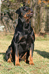 sitting Rottweiler