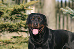 Rottweiler Portrait