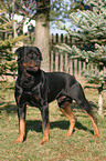 standing Rottweiler