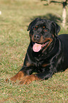 lying Rottweiler