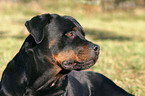 Rottweiler Portrait