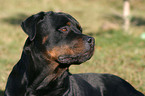 Rottweiler Portrait