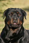 Rottweiler Portrait