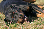 lying Rottweiler