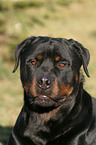 Rottweiler Portrait