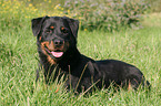 lying Rottweiler