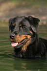 bathing Rottweiler