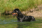 bathing Rottweiler