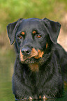 Rottweiler Portrait