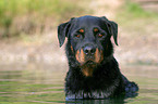 Rottweiler Portrait