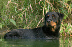 bathing Rottweiler