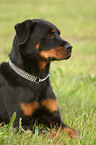 lying Rottweiler