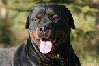 Rottweiler Portrait