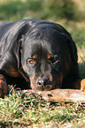 gnawing Rottweiler Portrait