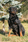 sitting Rottweiler