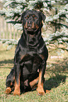 sitting Rottweiler