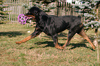 Rottweiler with toy