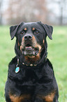 Rottweiler