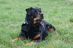 Rottweiler