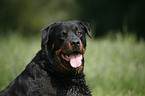 Rottweiler Portrait