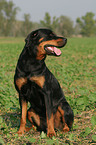 sitting Rottweiler