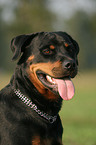 Rottweiler Portrait