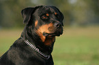 Rottweiler Portrait