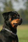 Rottweiler Portrait