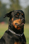 Rottweiler Portrait