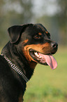 Rottweiler Portrait