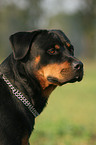 Rottweiler Portrait