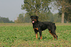 standing Rottweiler