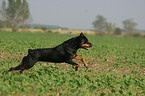 running Rottweiler