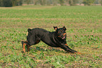 running Rottweiler