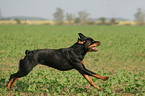 running Rottweiler