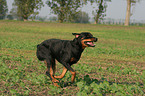 running Rottweiler