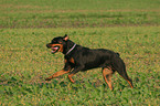 running Rottweiler