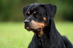 female Rottweiler