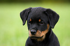 young Rottweiler