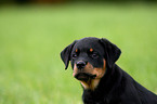 young Rottweiler